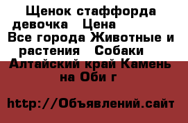 Щенок стаффорда девочка › Цена ­ 20 000 - Все города Животные и растения » Собаки   . Алтайский край,Камень-на-Оби г.